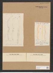 Achnanthes pennaeformis Grev. (de-Toni-Nr.: Genus 43, Species 1947) Zeichnungen Sammlung Grunow Nr. 3849 (NHMW-BOT-W0371546)